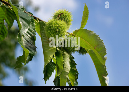 Sweet Chestnut / Marron (Castanea sativa) che mostra le foglie e i cartocci contenenti i dadi Foto Stock