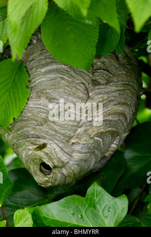 Unione hornet (Vespa crabro) nido nella struttura ad albero, Belgio Foto Stock