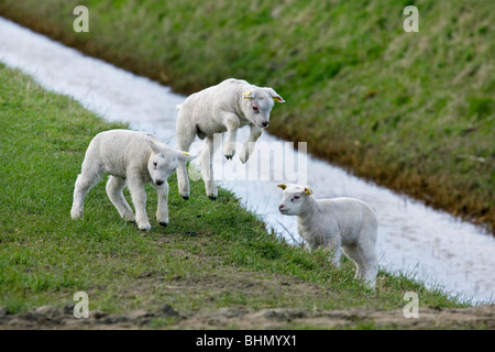 Texel domestiche ovina (Ovis aries) agnelli a saltare e giocare nel prato, Paesi Bassi Foto Stock
