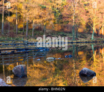 Golden larici riflessa nelle acque ancora di Blea Tarn, Parco Nazionale del Distretto dei Laghi, Cumbria, Inghilterra, Regno Unito. Foto Stock
