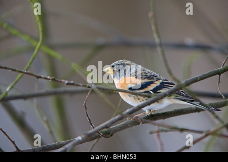 Brambling Fringilla montifringilla primo inverno maschio in non-allevamento piumaggio arroccata su un salice Foto Stock