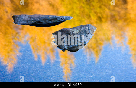 Rocce e golden Larice pino riflessioni in Blea Tarn, Parco Nazionale del Distretto dei Laghi, Cumbria, Inghilterra, Regno Unito. Foto Stock