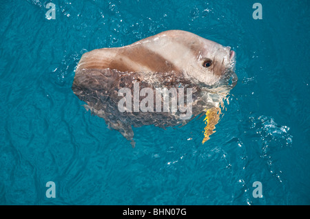 Teira Batfish, nutrirsi in superficie dopo essere stati nutriti a mano sulla grande Barriera Corallina Foto Stock