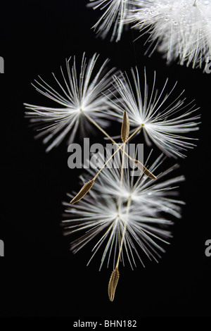 Close-up di tarassaco o semi di clock contro uno sfondo nero Foto Stock