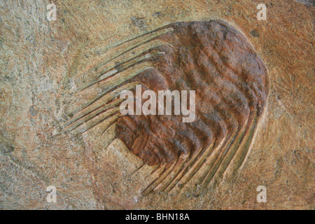 Fossile trilobata in vendita ad una elaborazione di fossili di fabbrica in Marocco Foto Stock