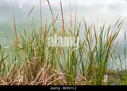 Cattails, Parete Spring Park, Palm Harbor, Florida Foto Stock