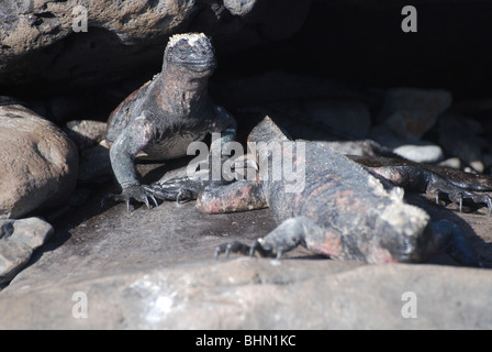 Iguane Marine di relax al sole sulle rocce delle isole Galapagos Foto Stock