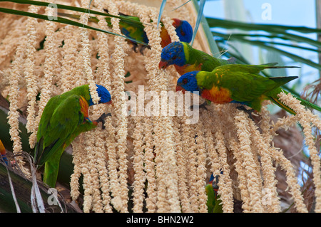 Rainbow parrocchetti (Trichoglossus haematodus) alimentazione su la fioritura delle brattee di una Palma nel Queensland del nord Foto Stock