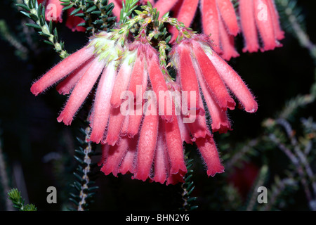 Fire Heath/ Fire Erica/ Red Hairy Heath- Erica cerinthoides- Famiglia Ericaceae Foto Stock