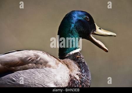 Mallard duck maschio con il suo becco aperto Foto Stock