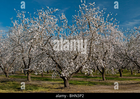 California Central Valley mandorla frutteti vicino Lathrop. Si tratta di inizio primavera quando le mandorle frutteti bloom. Foto Stock