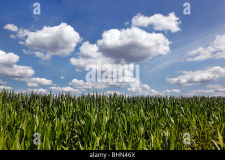 Gli stocchi mais e puffy nuvole in una fattoria nel sud del Wisconsin Foto Stock