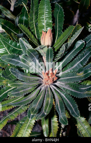 Lanosi Orange Banksia nuova crescita del fogliame- Banksia victoriae - Famiglia Proteaceae Foto Stock