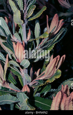 Lanosi Orange Banksia nuova crescita del fogliame- Banksia victoriae - Famiglia Proteaceae Foto Stock