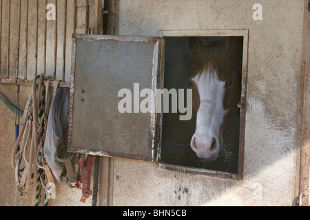 Cavallo dice ciao attraverso una finestra aperta nel granaio mentre mangia fieno, redini e attrezzatura per cavalli vengono visualizzati accanto alla finestra. Foto Stock