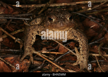 Politica europea comune in materia di toad camminando sul letto di foresta a Evje in Rygge Norvegia Foto Stock