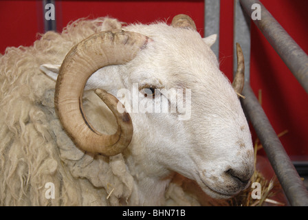 Close-up colpo di testa di penned Dorset cornuto Poll ovini ad agricolo/Campagna mostra Foto Stock