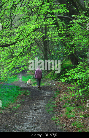 La signora e il cane a camminare su un sentiero attraverso un bosco in primavera. Dorset, Regno Unito Aprile 2008 Foto Stock