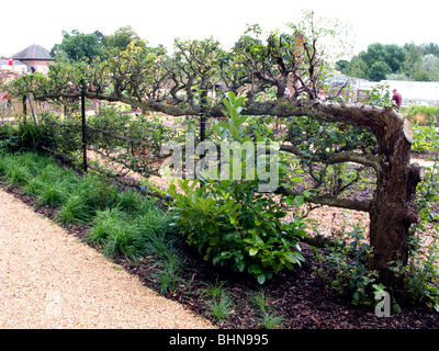 Stile a spalliera susino cresce in Stockwood Park, Luton, Bedfordshire, England, Regno Unito Foto Stock