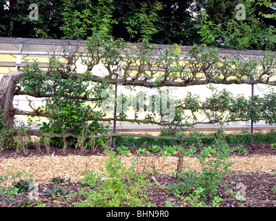 Stile a spalliera susino cresce in Stockwood Park, Luton, Bedfordshire, England, Regno Unito Foto Stock