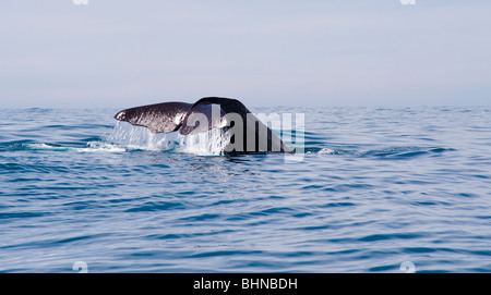 Sperma balena immersioni subacquee, Kaikoura, Isola del Sud, Nuova Zelanda Foto Stock