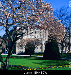 La fioritura degli alberi di magnolia, Place de la République square, Strasburgo, Alsazia, Francia Foto Stock