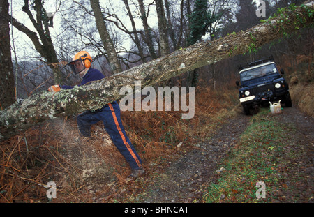 Eliminazione di un albero caduto utilizzando una motosega che ha bloccato una pista in legno Yarner Riserva Naturale Nazionale Devon England Foto Stock