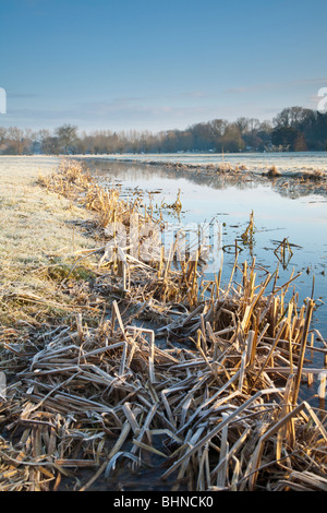 Coperto di brina acqua prato e fossa di scolo accanto al Fiume Tamigi su un inverno di alba vicino a Goring, Oxfordshire, Regno Unito Foto Stock