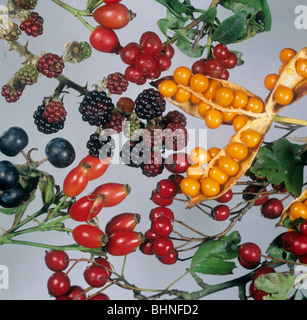 Devon siepe i frutti e le sementi raccolte in autunno Foto Stock