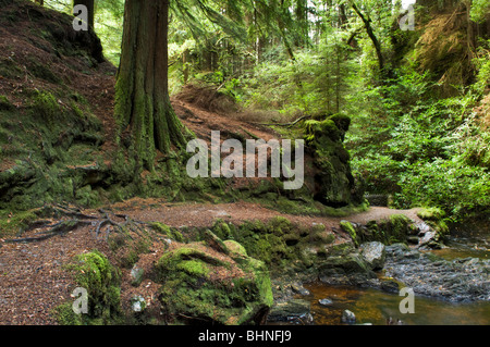 La bella e magica puck Glen, Benmore in Argyll Forest Park, vicino a Dunoon Scozia sul Cowal peninsula Foto Stock