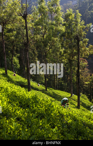 India Kerala, Munnar, lavoratori raccolta a mano le foglie di tè su plantation Foto Stock