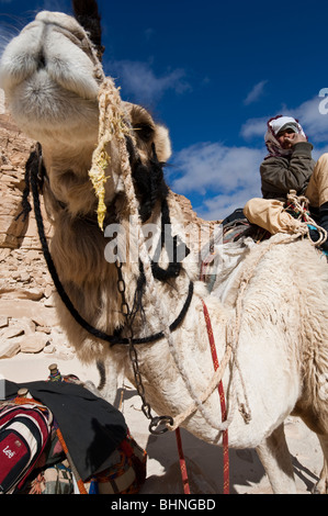Giovani beduini nomadi boy pone alla fotocamera da un pesce persico alta sulla cima di un cammello indietro Foto Stock