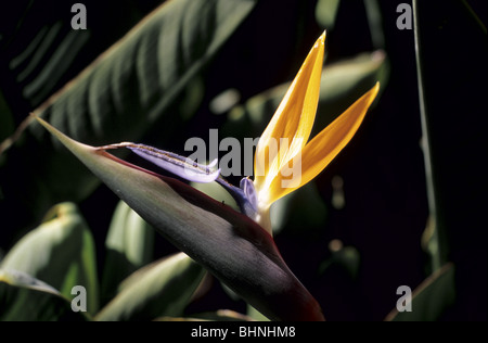 Strelitzia reginae, noto anche come uccello del paradiso, un comune di Madeira fiore. Foto Stock