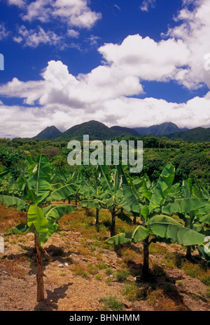 Banane verdi, banane acerbe, banana, banane, banani, banani, piantagione di banane, Le Morne-Rouge, Martinica, French West Indies Foto Stock