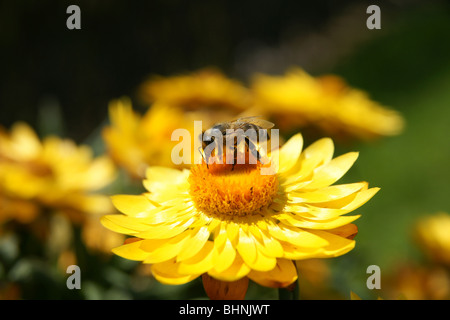 Close-up di bee seduto sul fiore giallo Foto Stock