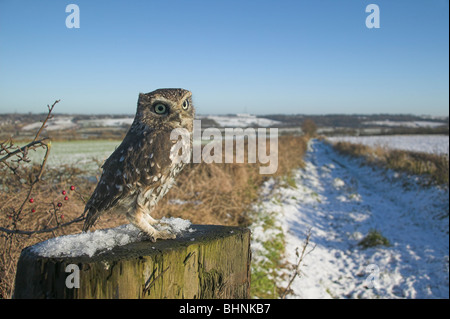 Civetta Athene noctua in inverno la neve Foto Stock