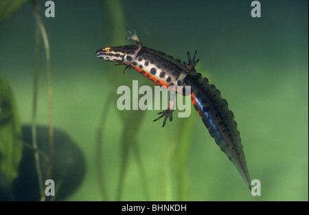 Newt liscia o tritone comune, Lissotriton vulgaris, maschio in condizioni di allevamento, (precedentemente Triturus vulgaris), Derbyshire Foto Stock