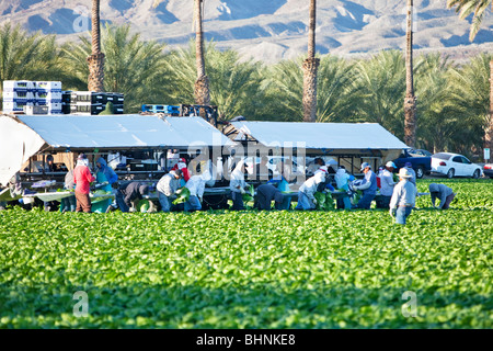 Le lattughe "Romaine' raccolto sul campo, lavoratori picking & processing. Foto Stock