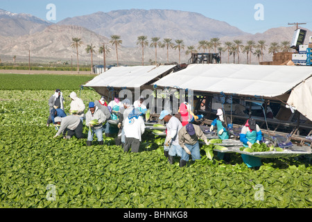 Le lattughe "Romaine' raccolto sul campo, lavoratori picking & processing. Foto Stock