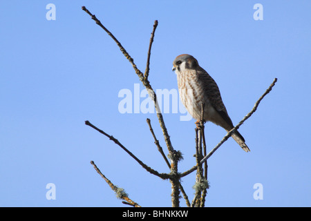 Il Gheppio americano su un ramo di albero in Oregon Foto Stock