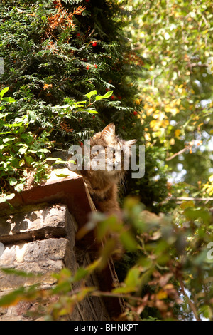 Gatto crogiolarsi al sole Foto Stock