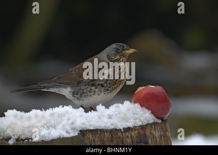 Allodole Cesene Beccacce turdus pilaris in neve sul terreno appollaiato su un log di mangiare un Apple Foto Stock