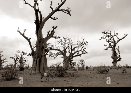 African Baobab il baobab alberi sul campo giorno nuvoloso Foto Stock