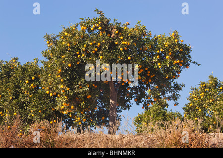 Alberi di arancio Spagna meridionale Foto Stock