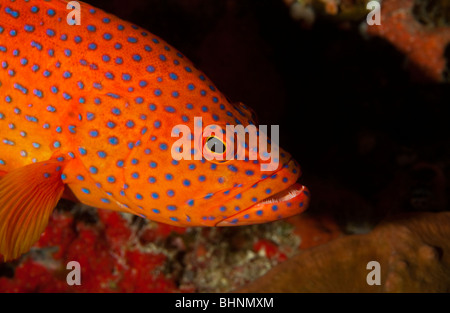 Underwater luminose colorate arancio e blu cernia bocca aperta a parlare da Papua Nuova Guinea Foto Stock