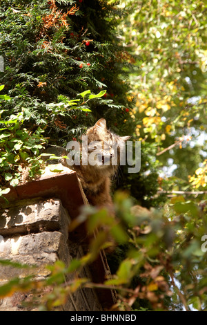 Gatto crogiolarsi al sole Foto Stock