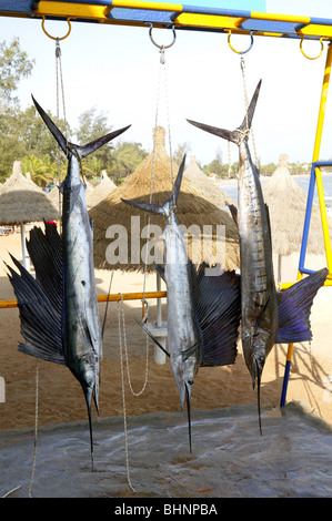 Cattura Sailfish appesi da pesca marlin trofeo del torneo Foto Stock