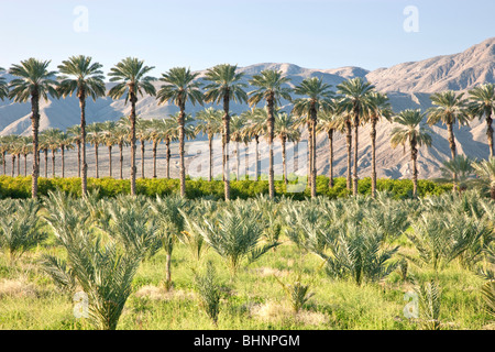 Data Palm 'Phoenix dactylifera' piantagione, palme giovani in primo piano, frutteto di agrumi in background. Foto Stock