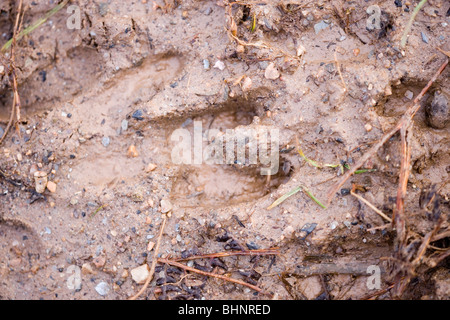 "Selvaggio" o Feral (Capra hircus). Ingombro o zoccolo stampa nel fango. Spoor. Islay, Scozia. Foto Stock