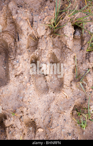 "Selvaggio" o Feral (Capra hircus). Footprints o hoofprints di fango. Spoor. Islay, Scozia. Foto Stock